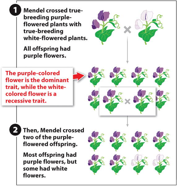 what is the dominant generation in flowering plants