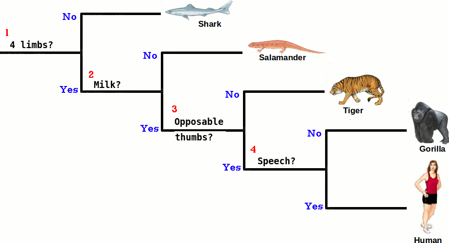 Dichotomous ~bltshop deviantART on Key Summer  keys by animal worksheet