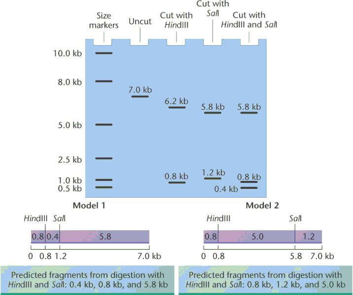 restriction_map2.html 19_23restriction_map2.jpg