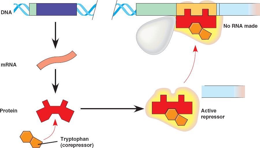 Tryptophan present, repressor