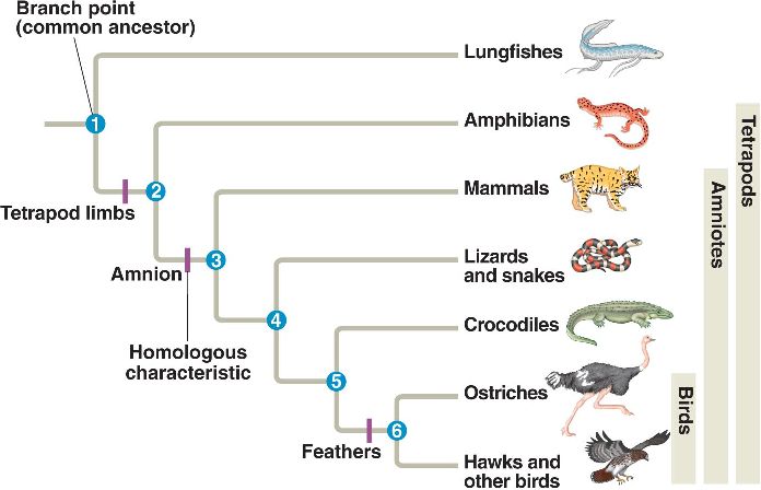 what do evolutionary trees show