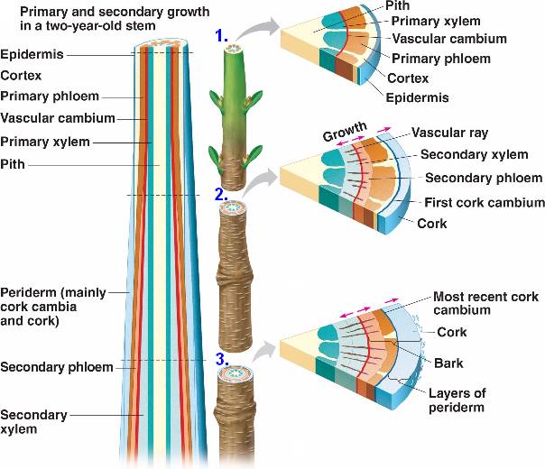 growthstem.html 35_18StemGrowth.jpg