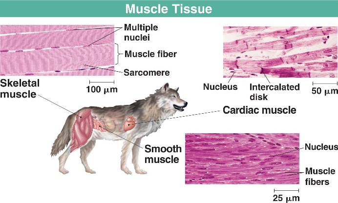 skeletal muscle tissue. Muscle tissue. Skeletal muscle