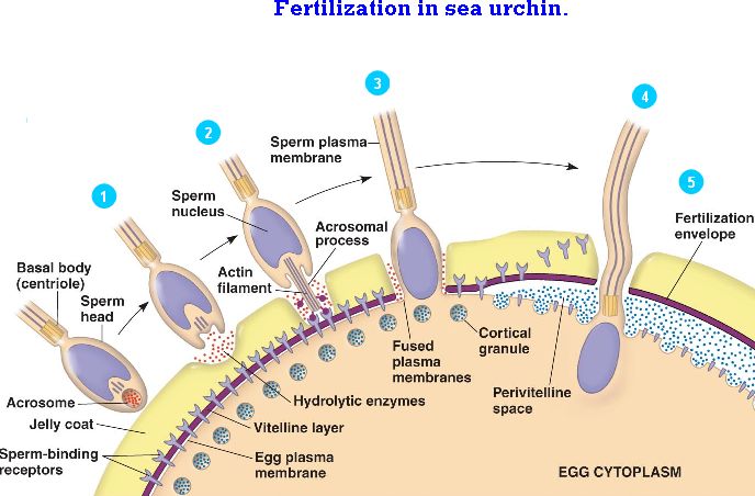 The acrosome releases enzymes