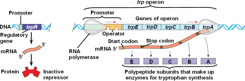 In the repressible trp operon,