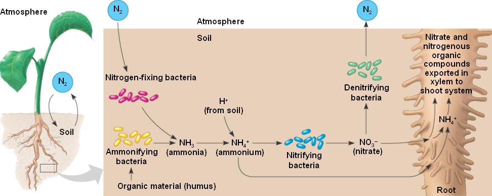 Nitrogen fixation. Plants absorb mainly nitrate , produced from ...