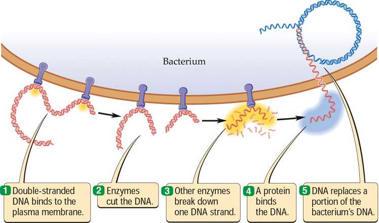 Bacterial Genetic Recombination Chsbiology