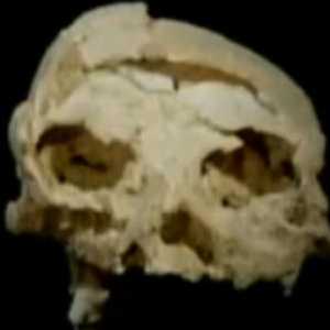 Catopithecus Catopithecus