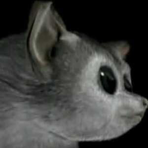 Shoshonius Shoshonius