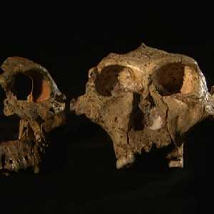 hominids hominids