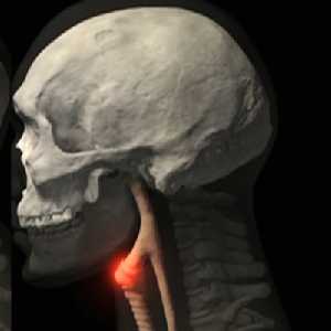 larynx larynx
