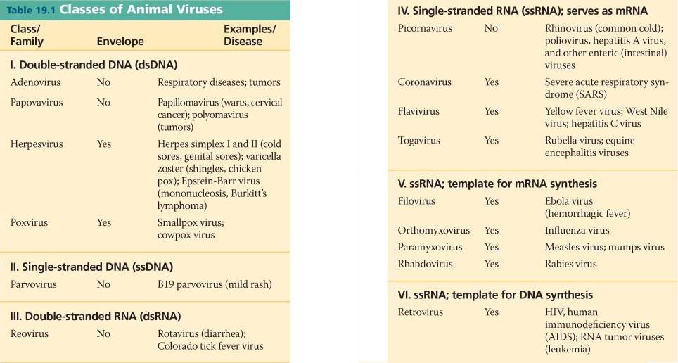 animal-virus-html-19-t01-animalviruses-l-jpg