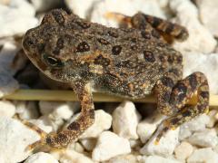 (American Toad) dorsal