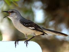 (Northern Mockingbird) singing