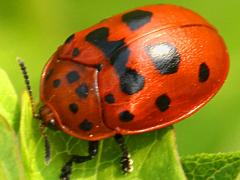 Argus Tortoise Beetle red on Hedge Bindweed