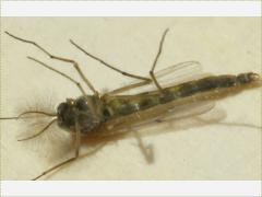 (Non-biting Midge) male