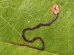 (Stigmella saginella Leafminer Moth) upperside mine on River Birch