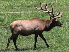 (Wapiti) male