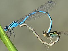 (Familiar Bluet) mating wheel