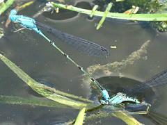 (Skimming Bluet) ovipositing face plant