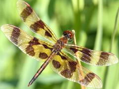 (Halloween Pennant) male dorsal