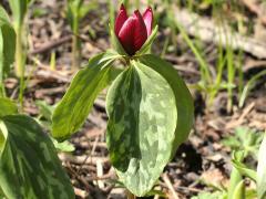 (Red Trillium)