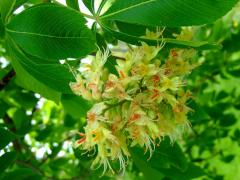 (Ohio Buckeye) flowers