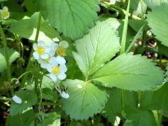 (Wild Strawberry)