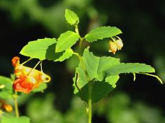 (Orange Jewelweed)