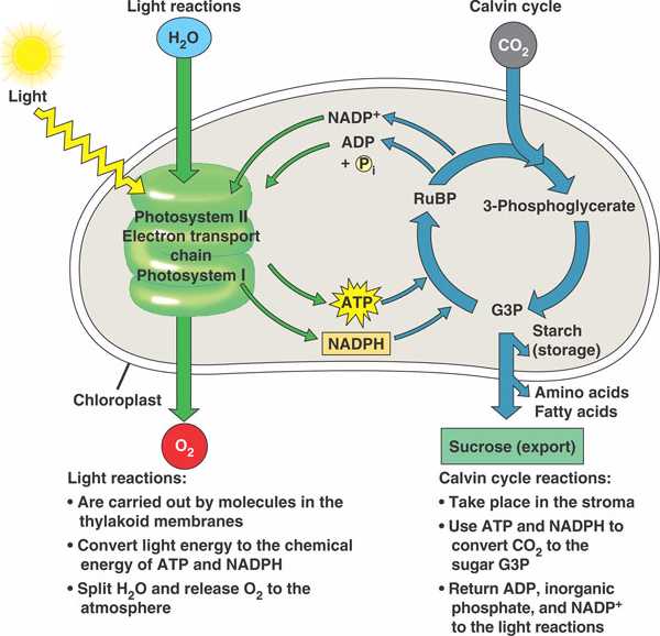 photosynthesis.html 10_21PhotosynthReview_L.jpg