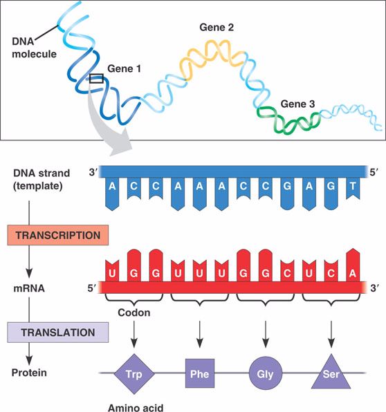 What Is Genetic Code Why It Is Called As Triplet Code