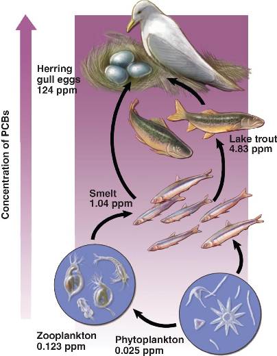 biomagnification.html 55_20BioMagnificationPCB-L.jpg