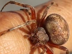 (Spotted Orbweaver) dorsal