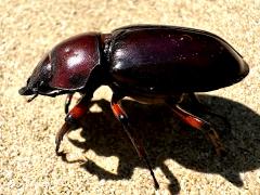 (Reddish-brown Stag Beetle) female profile