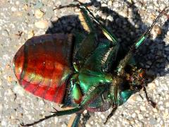 (Figeater Beetle) underside