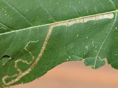 (Liriomyza Leafminer Fly) upperside mine on Giant Ragweed