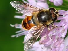 (Common Drone Fly) male dorsal