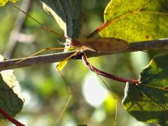 (Crane Fly) dorsal