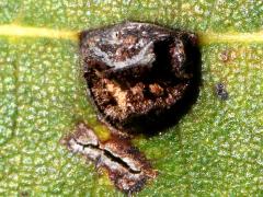 (Linden Wart Gall Midge) upperside gall on American Linden