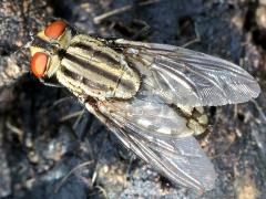 (Sarcophaga Flesh Fly) top