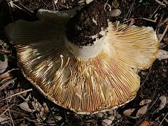 (Russula Brittlegill) three underside