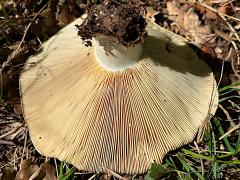 (Russula Brittlegill) two underside