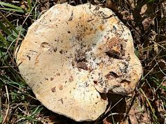 (Russula Brittlegill) two upperside