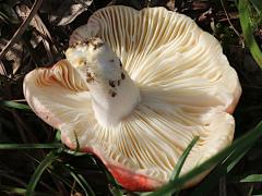 (Russula Brittlegill) underside