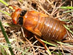 (Dwarf Periodical Cicada) nymph crawling