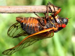 (Pharaoh Periodical Cicada) male ventral