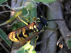 (German Yellowjacket) dorsal