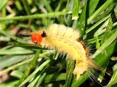 (White-marked Tussock Moth) caterpillar lateral
