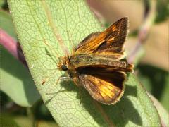 (Peck's Skipper) on Smooth Blue Aster