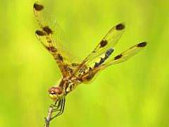 (Calico Pennant) female head